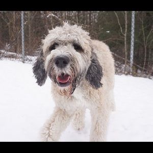 Meet your Posher, Theodore